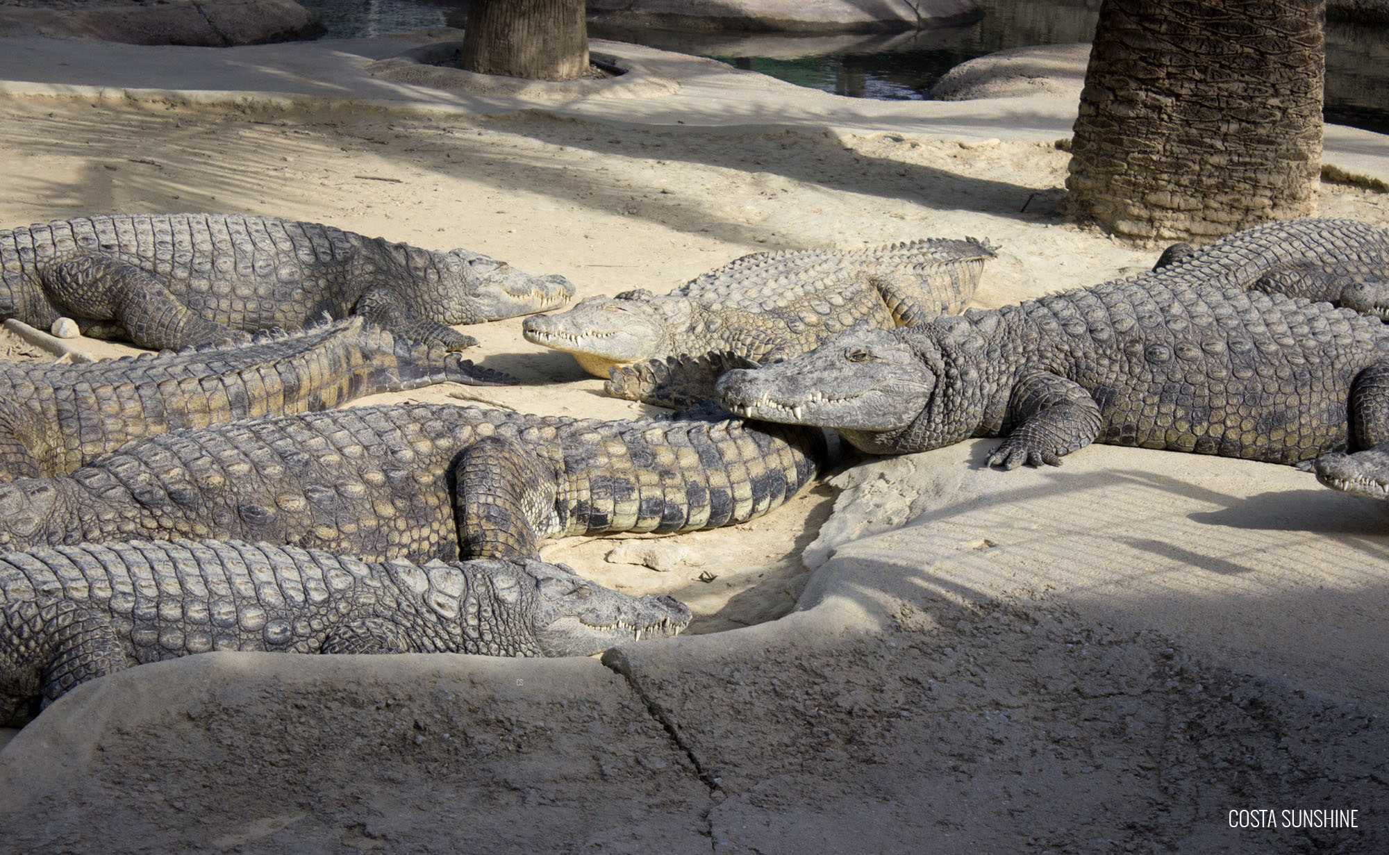 Парк крокодилов